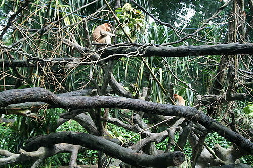 Proboscis Monkeys, Singapore Zoo
