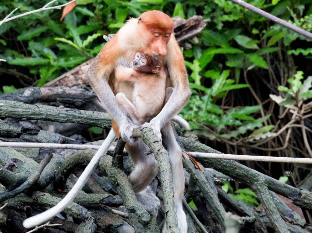 Proboscis Monkeys