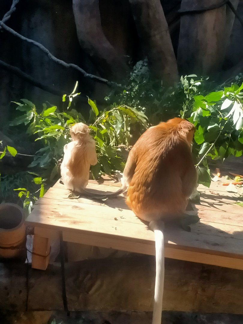 Proboscis monkeys