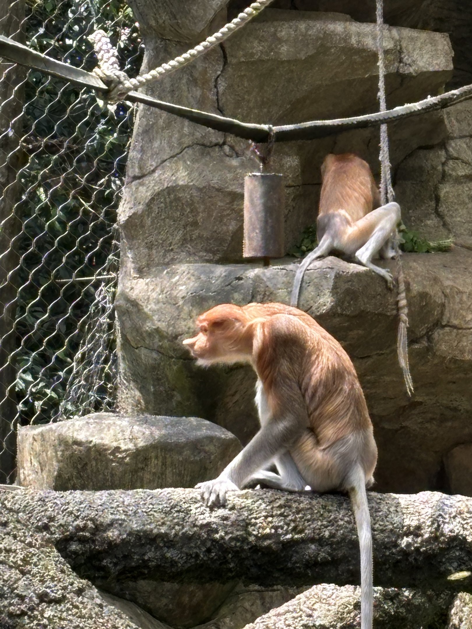 Proboscis Monkeys