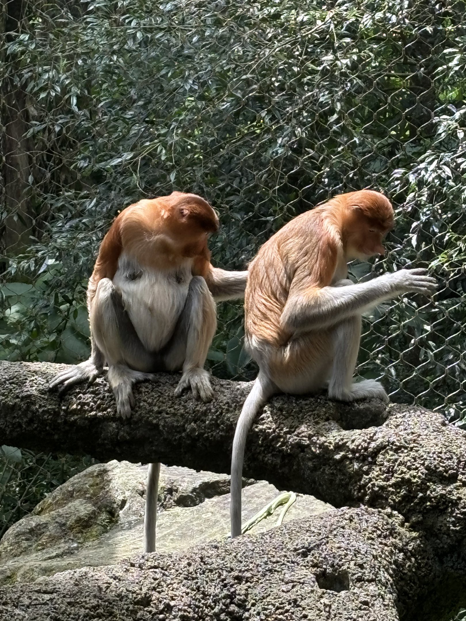 Proboscis Monkeys