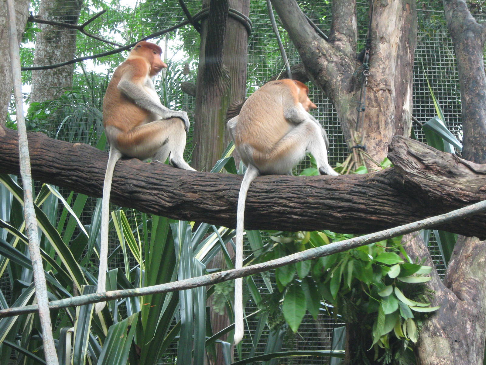 proboscis monkeys
