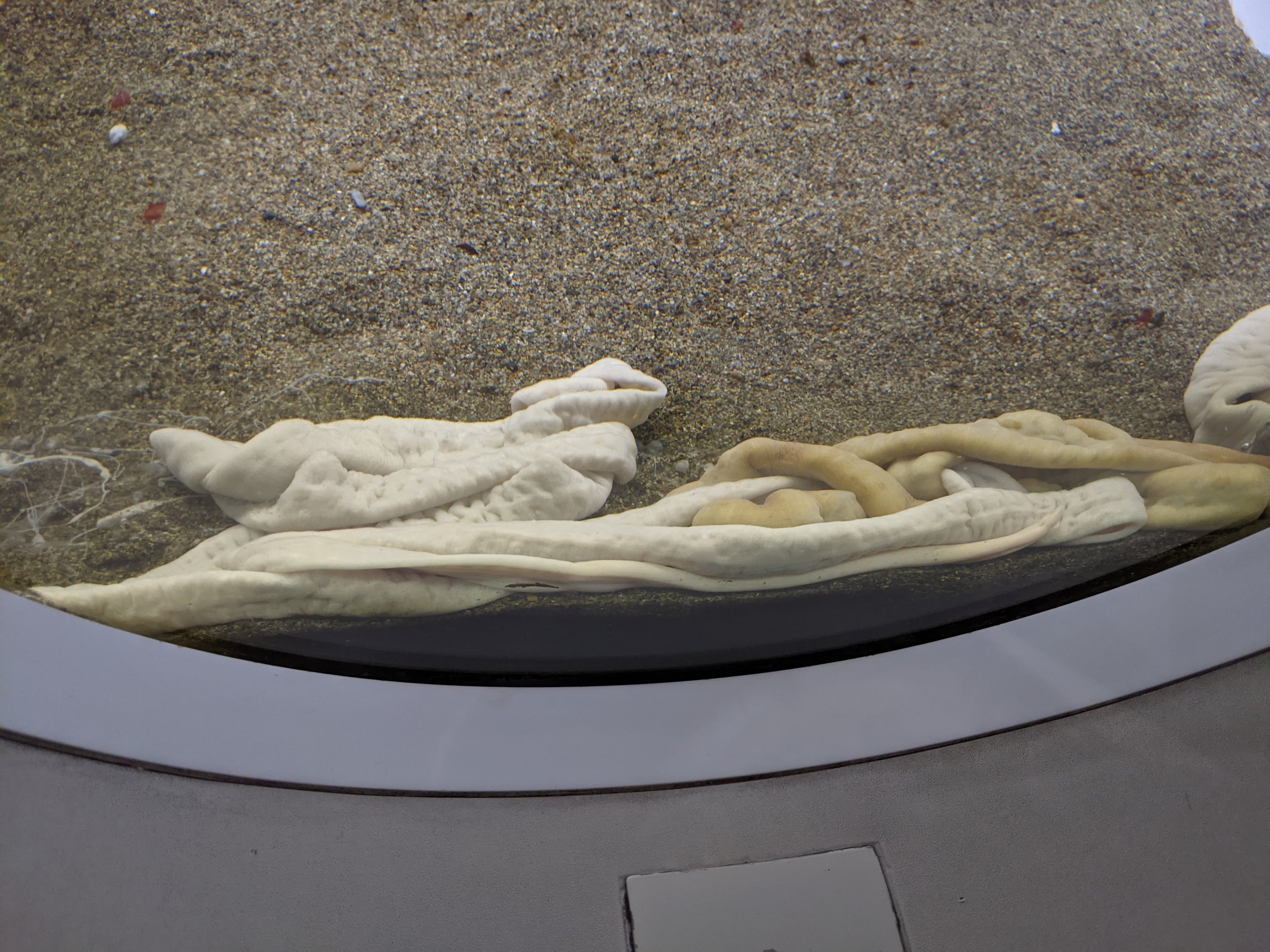 Proboscis Worm (Parborlasia corrugatus)