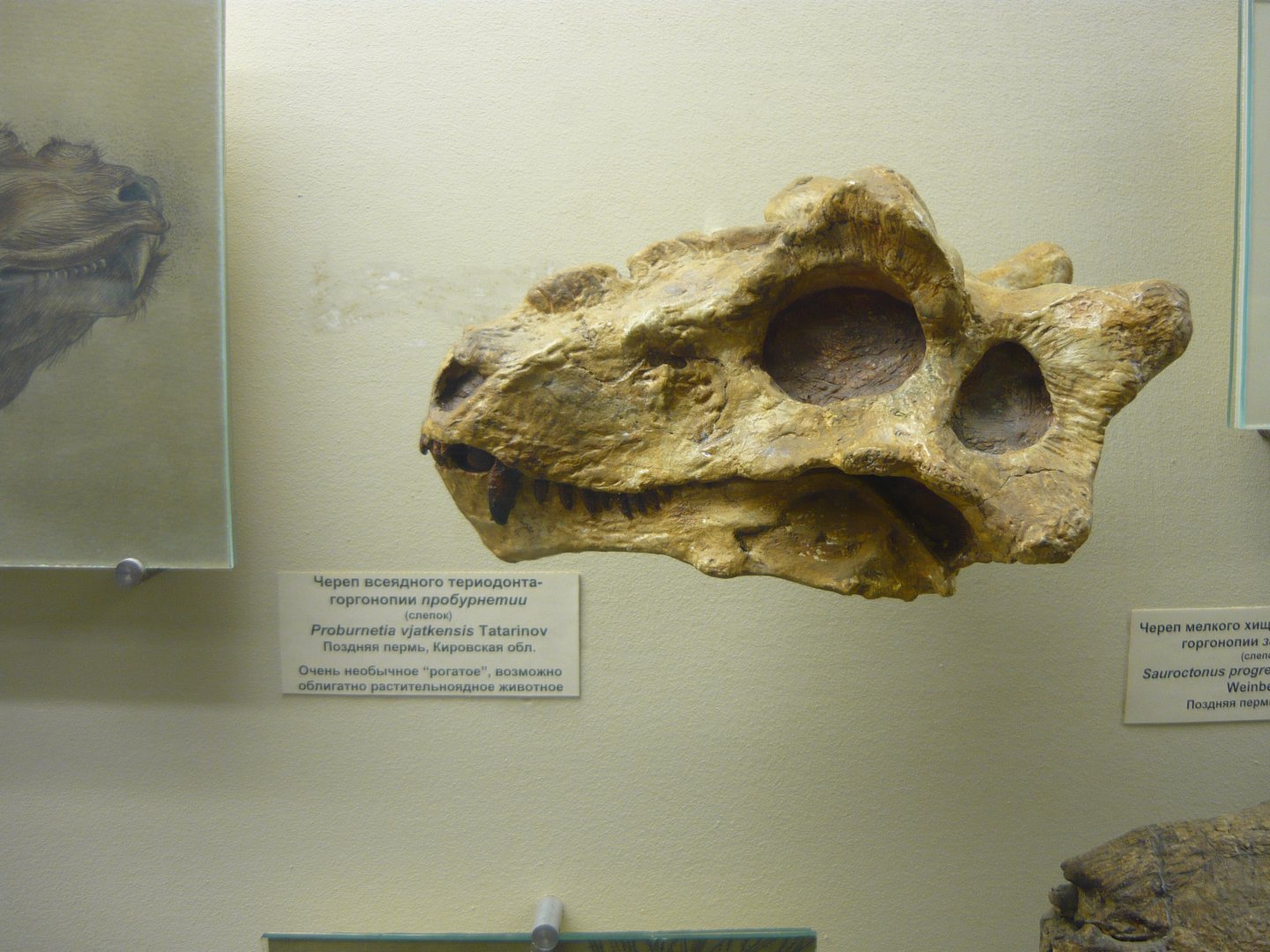 Proburnetia vjatkensis skull (cast)