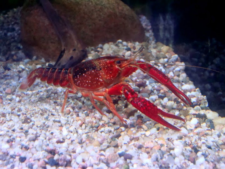 Procambarus clarkii