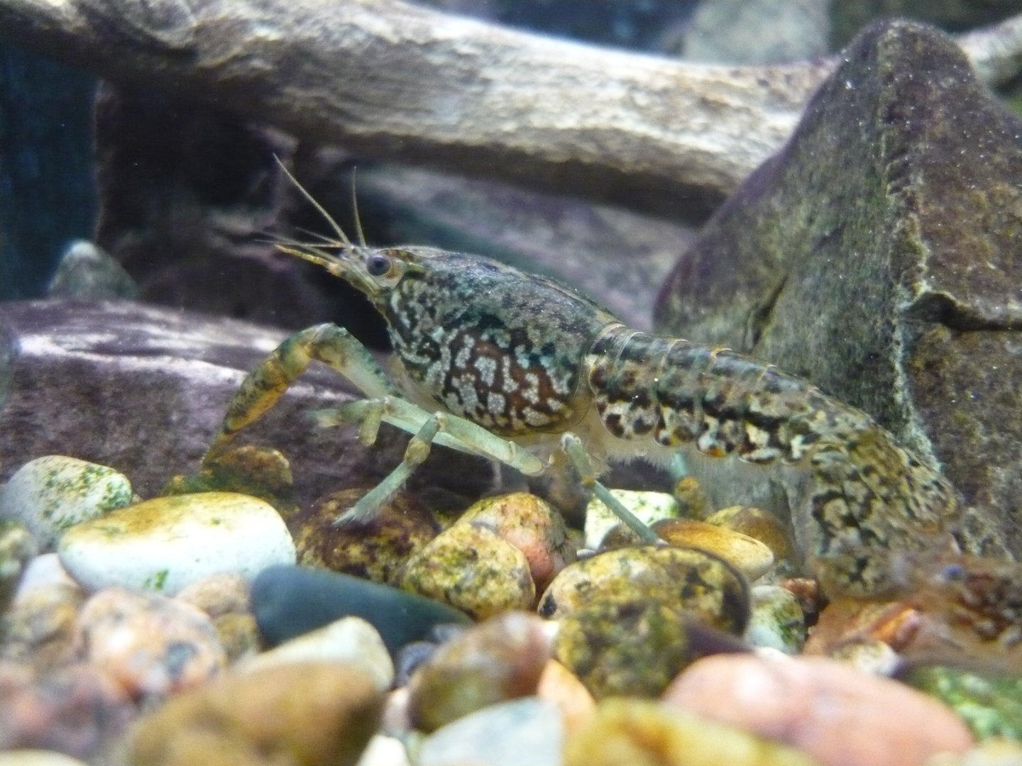 Procambarus fallax