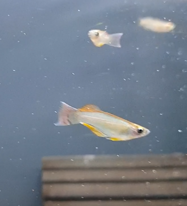 Procatopus nototaenia "Bidou"