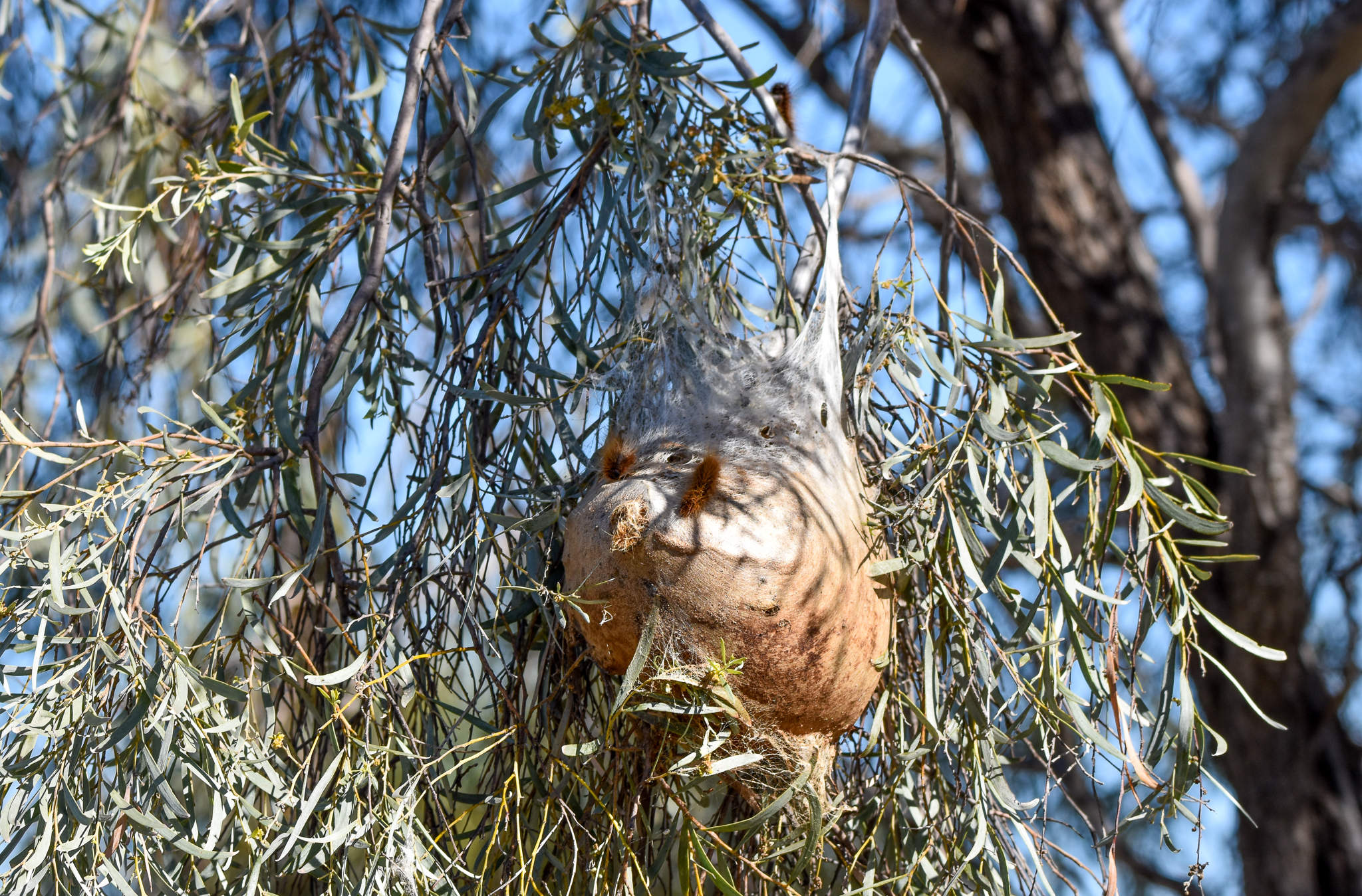 Processionary Caterpillar nest