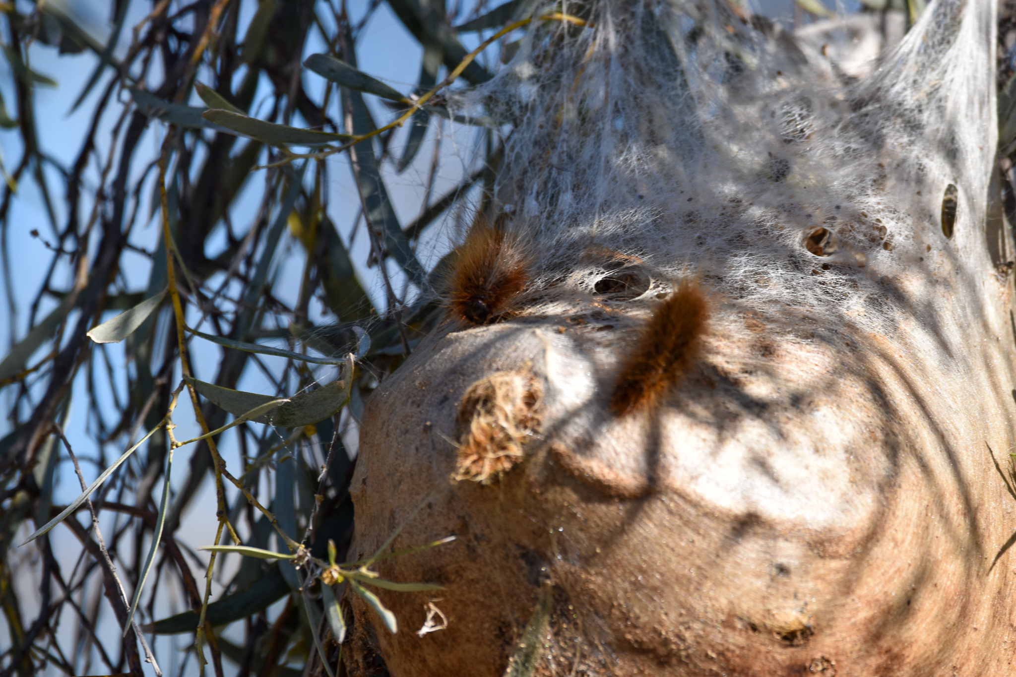 Processionary Caterpillars