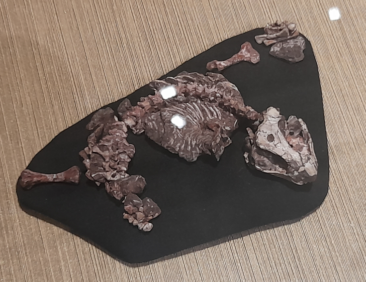 Procolophonid - Queensland Museum