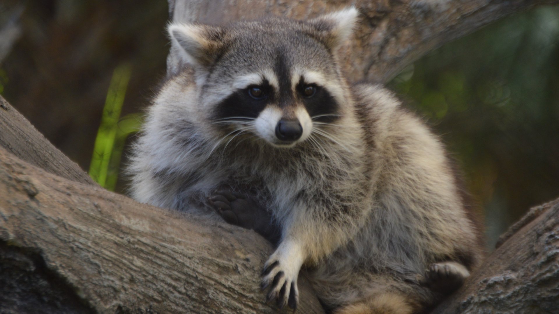 Procyon lotor elucus