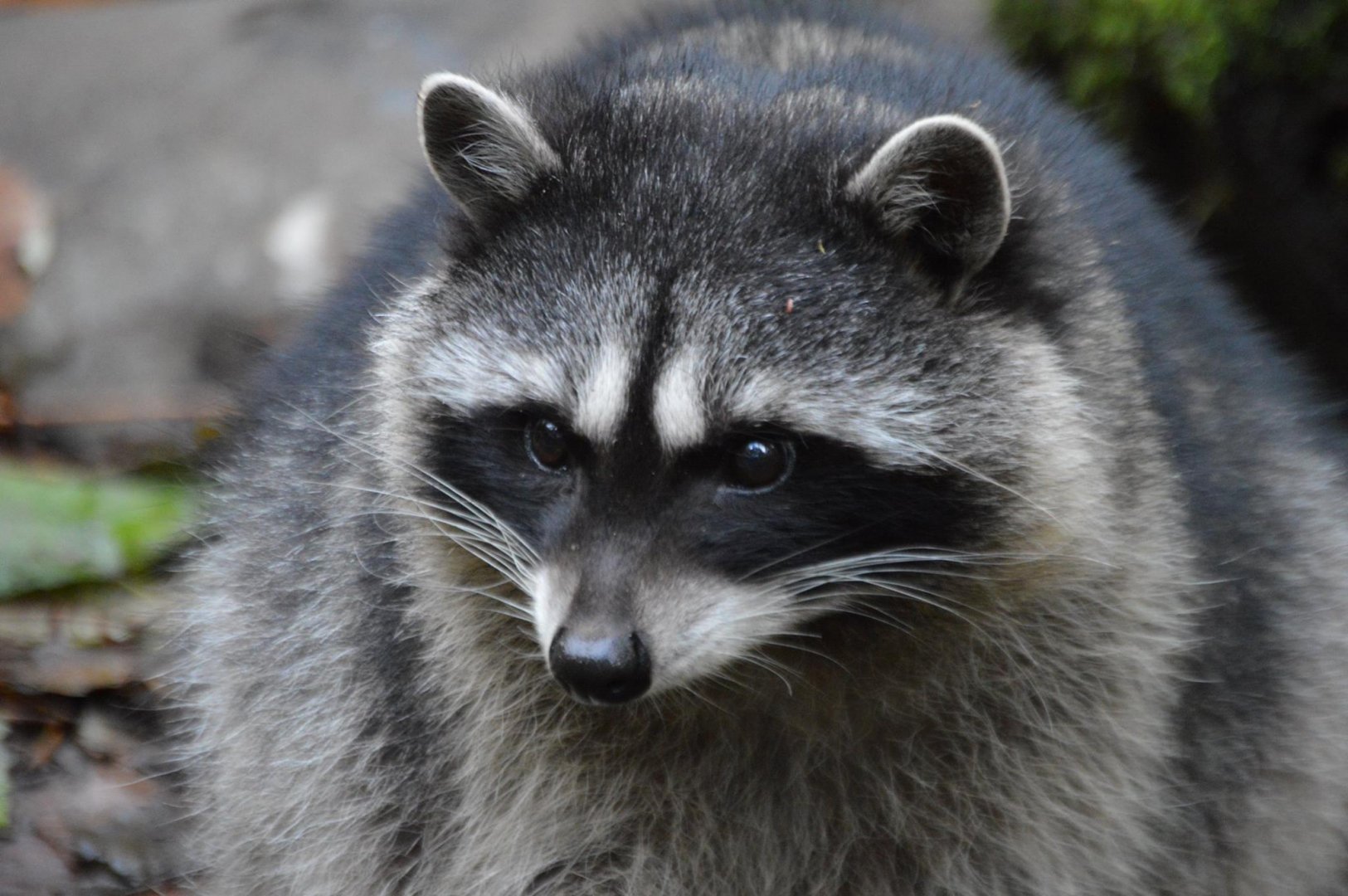 Procyon lotor pacificus