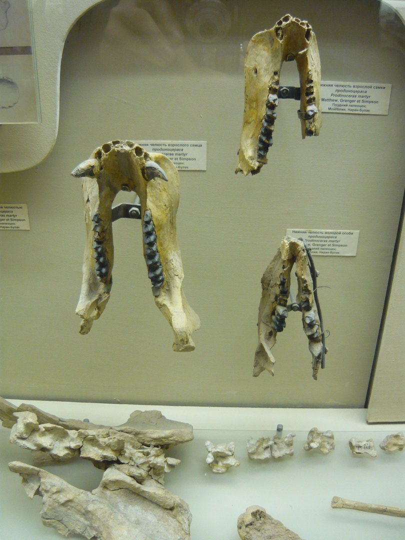 Prodinoceras martyr lower jaws