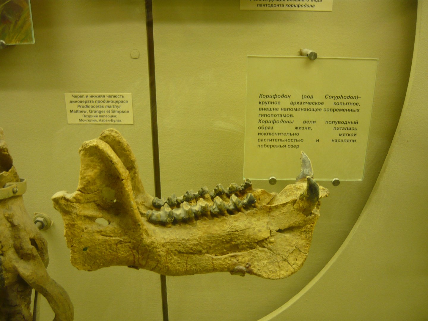 Prodinoceras martyr mandible