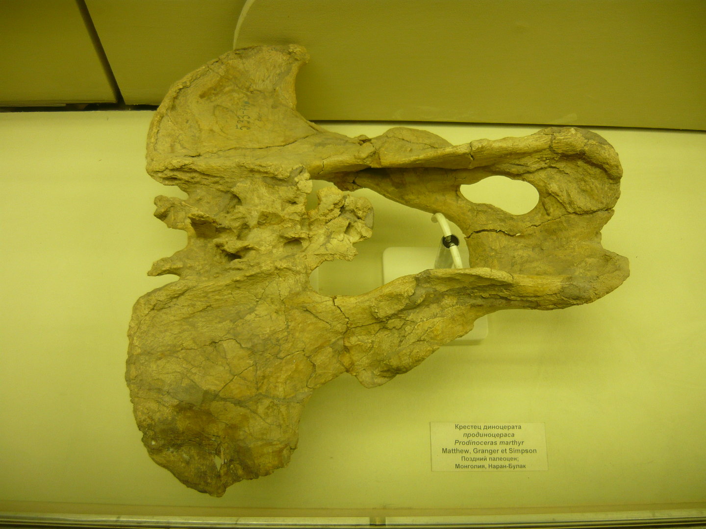Prodinoceras martyr pelvis and sacrum