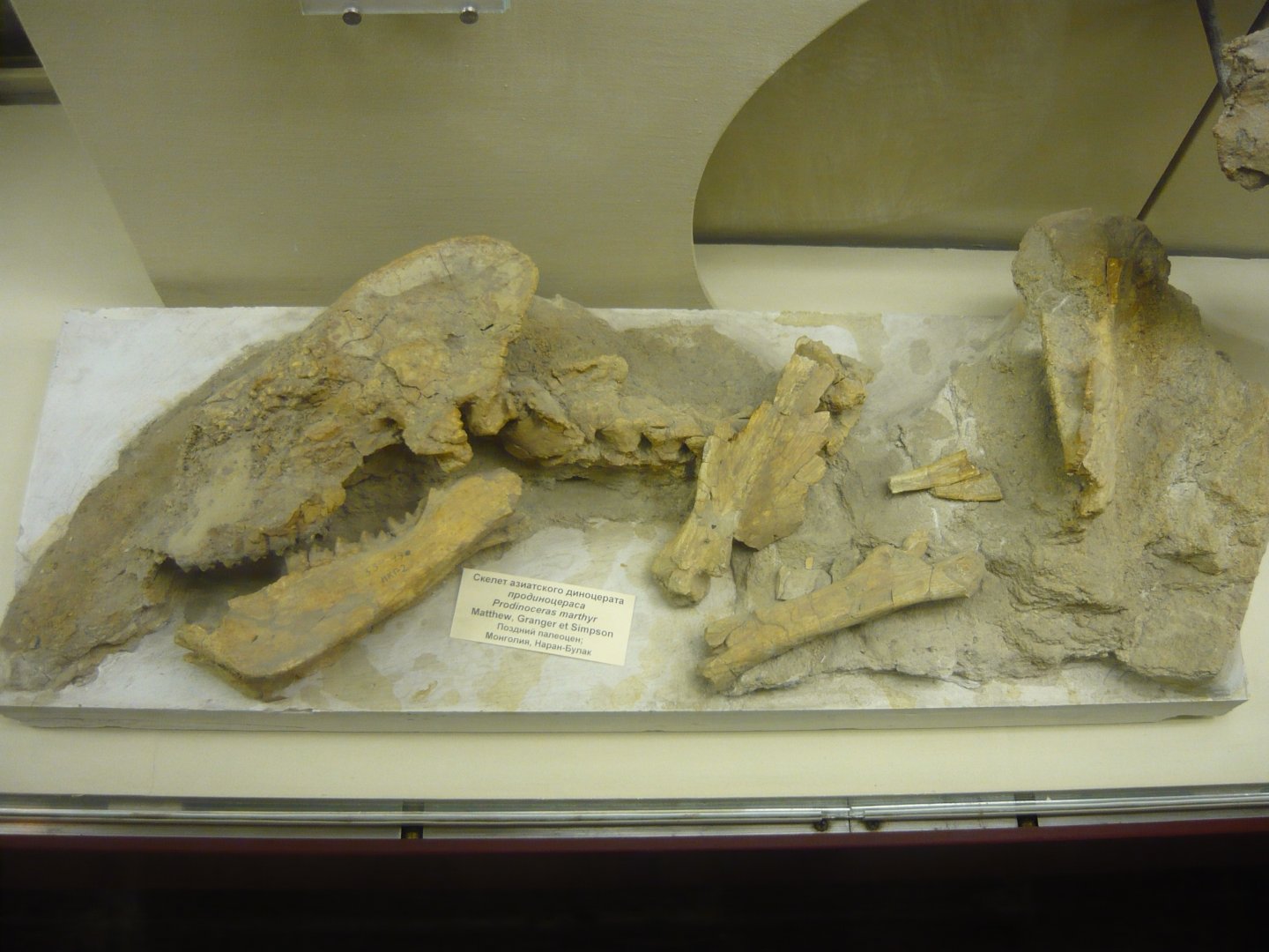 Prodinoceras martyr skeleton