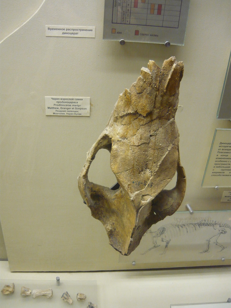 Prodinoceras martyr skull