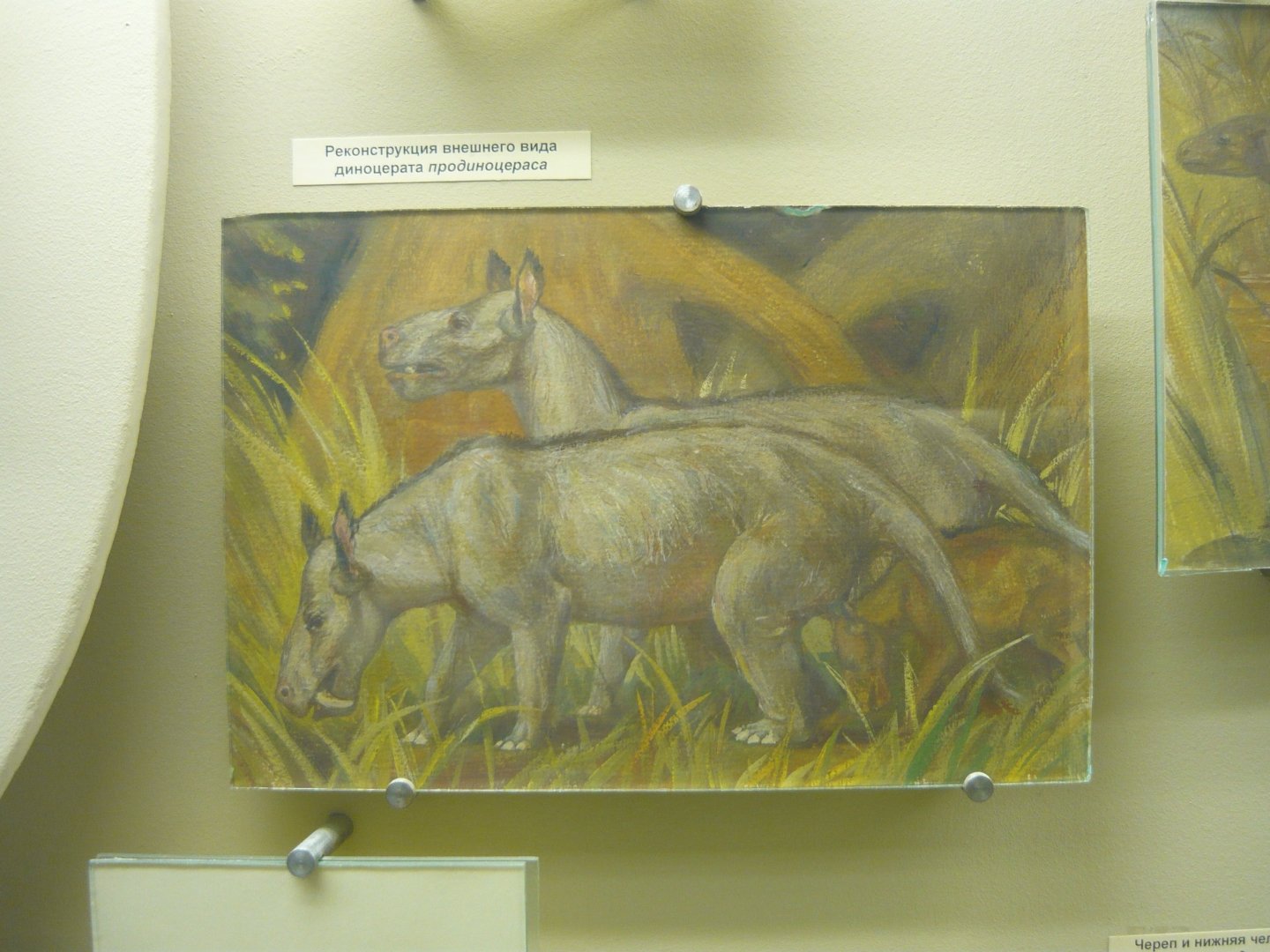 Prodinoceras reconstruction