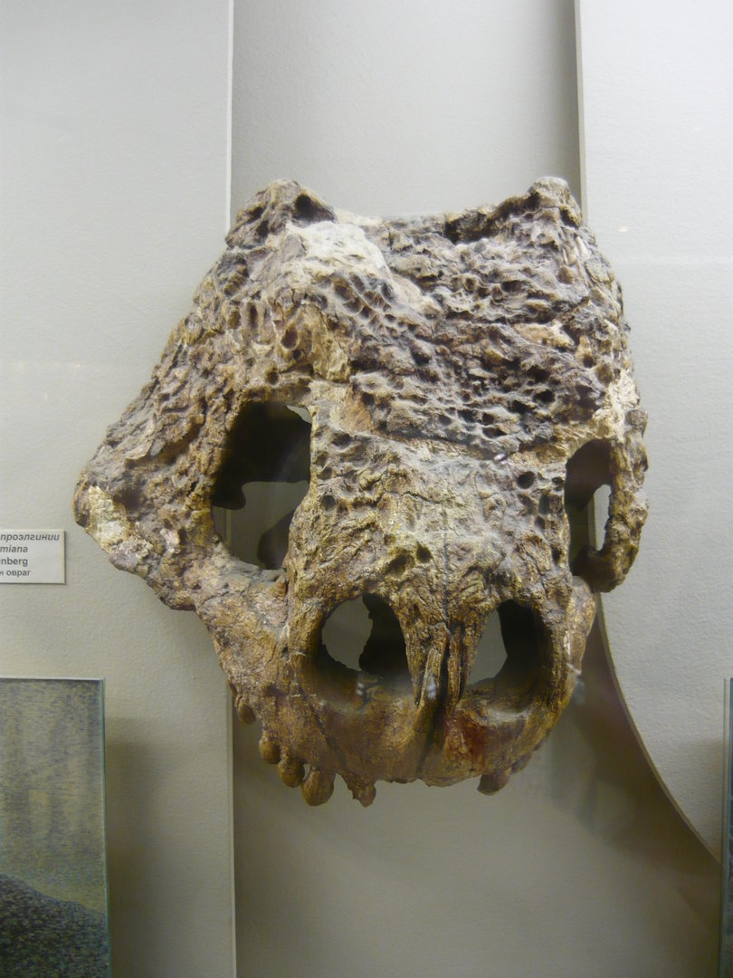 Proelginia permiana skull