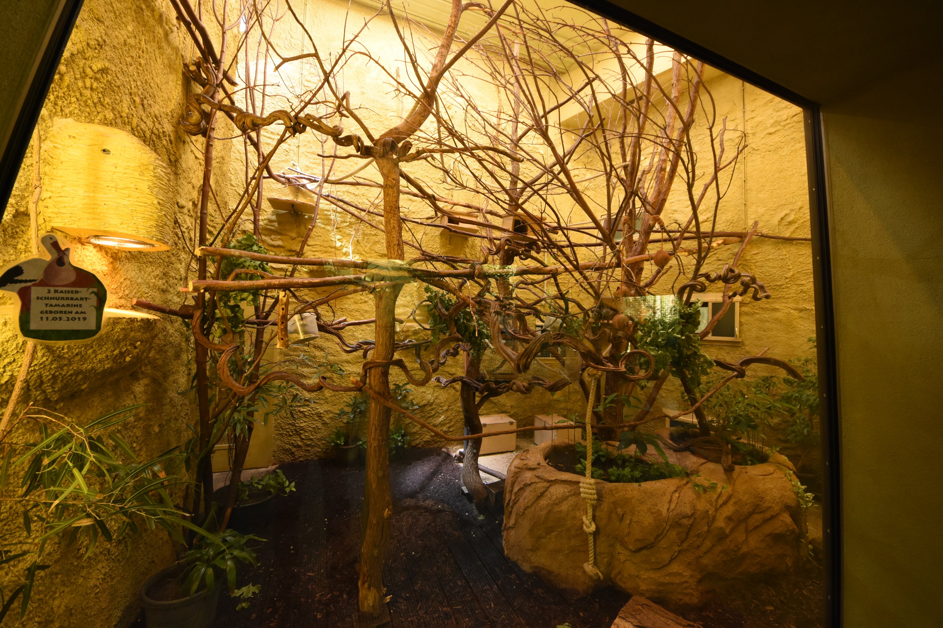 Prof. Brandeshaus - Emperor bearded tamaring & Three-banded armadillo indoors