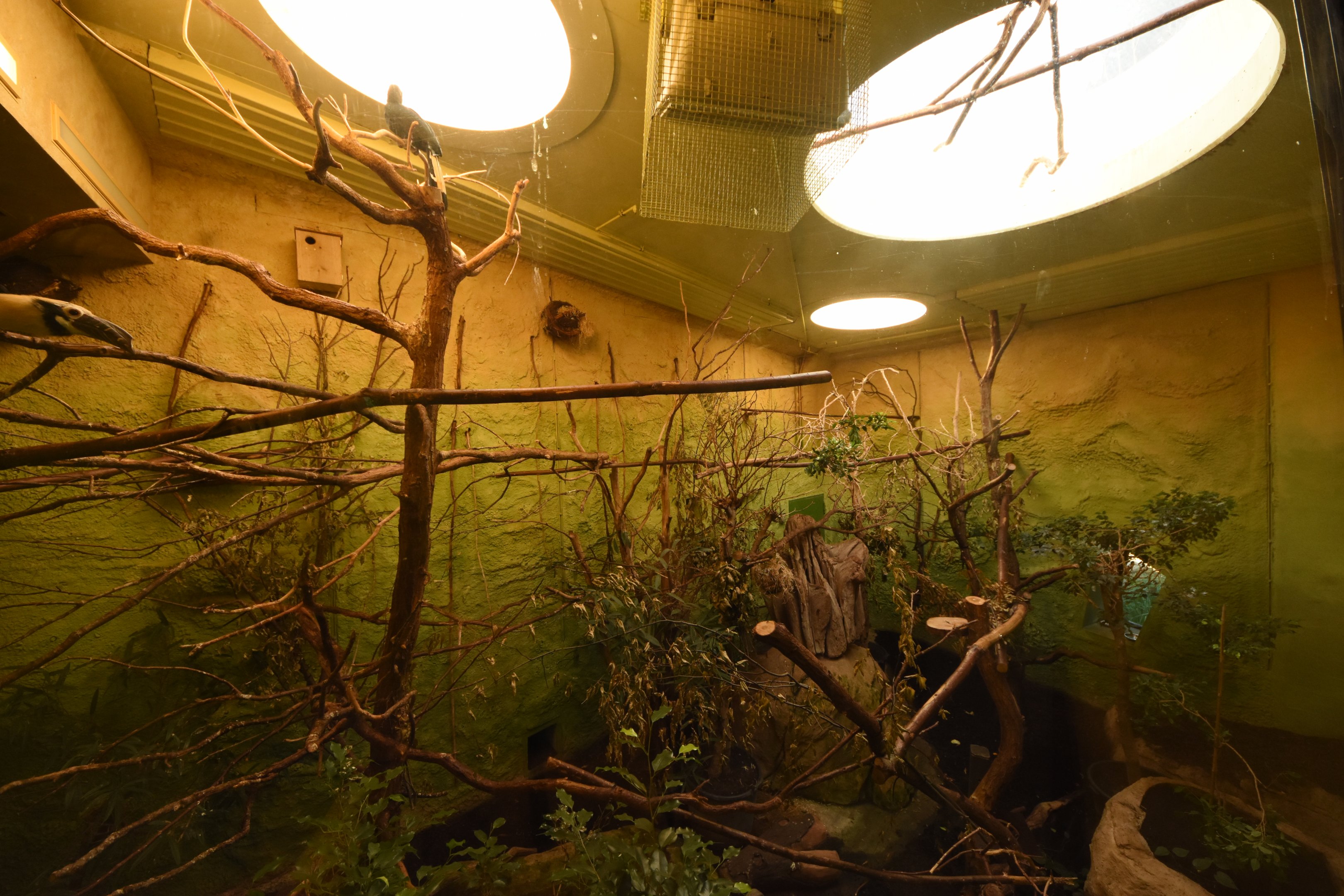 Prof. Brandeshaus -  Hornbill aviary