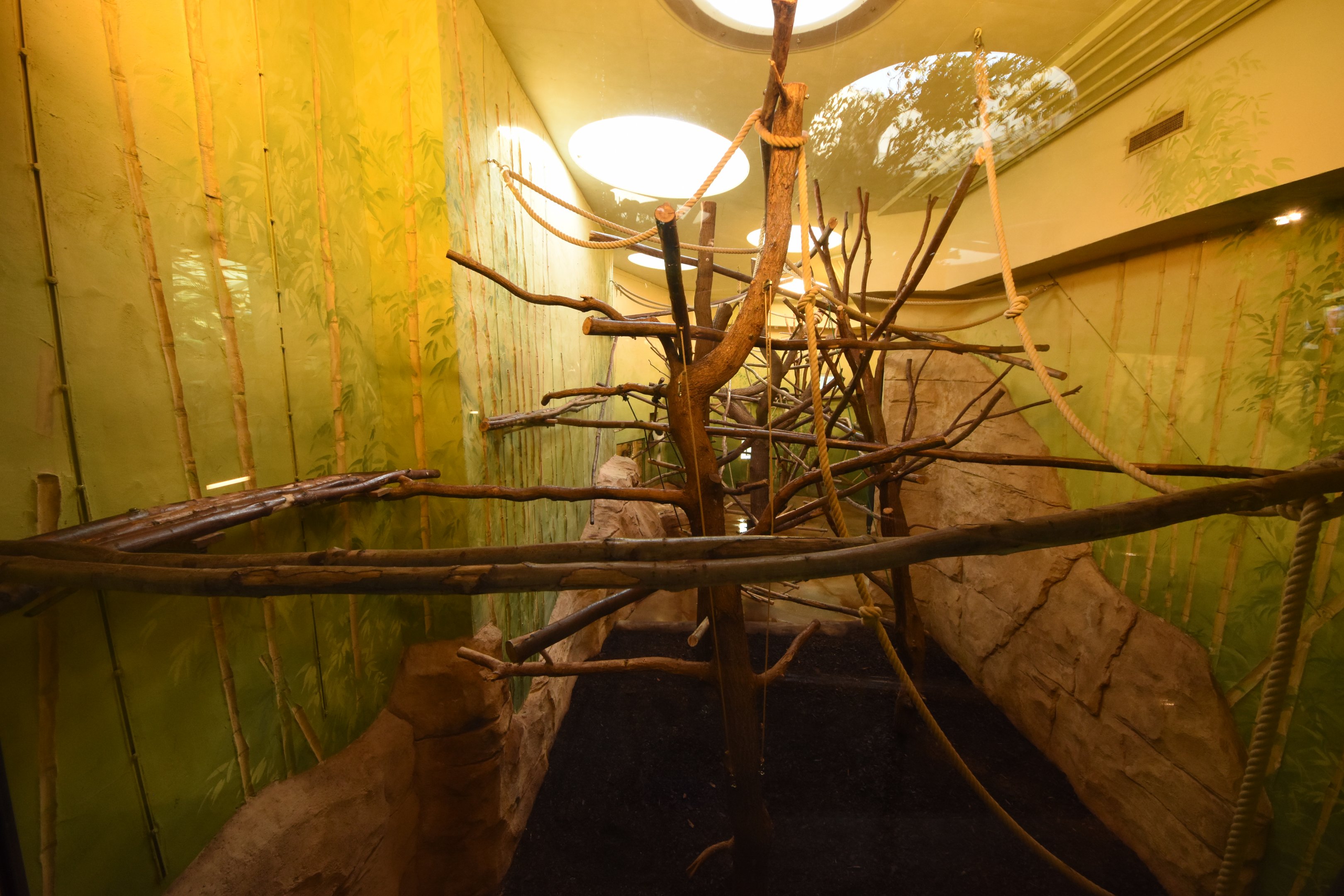 Prof. Brandeshaus - Kikuyu guereza indoors