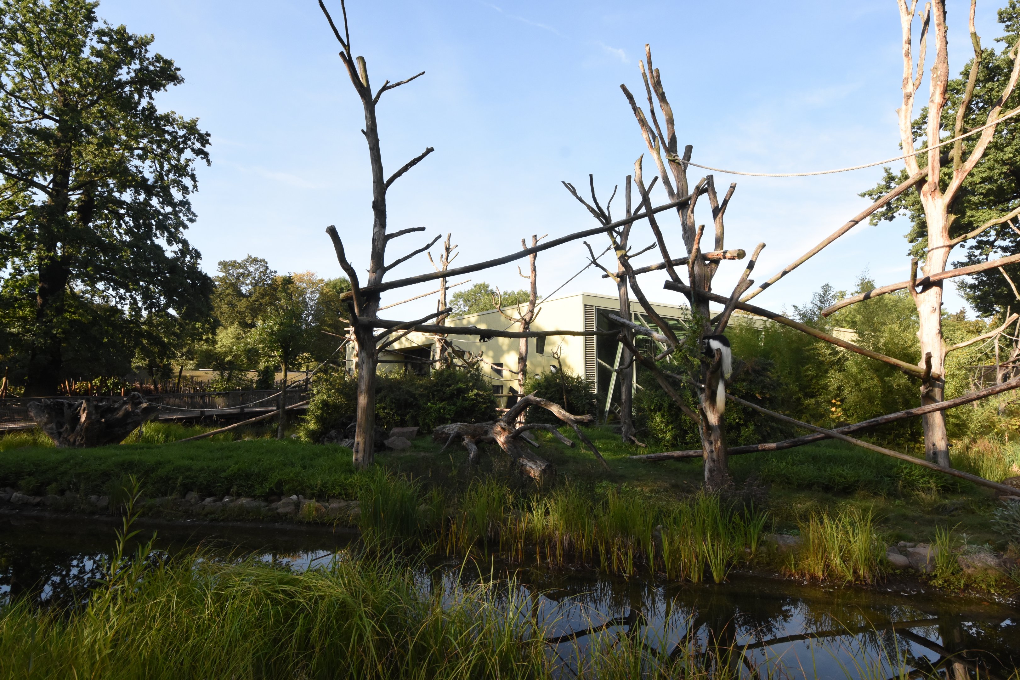 Prof. Brandeshaus - Kikuyu guereza island