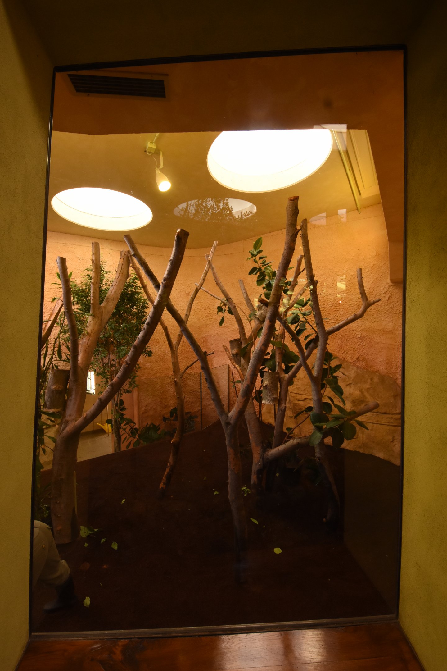 Prof. Brandeshaus - Koala enclosure