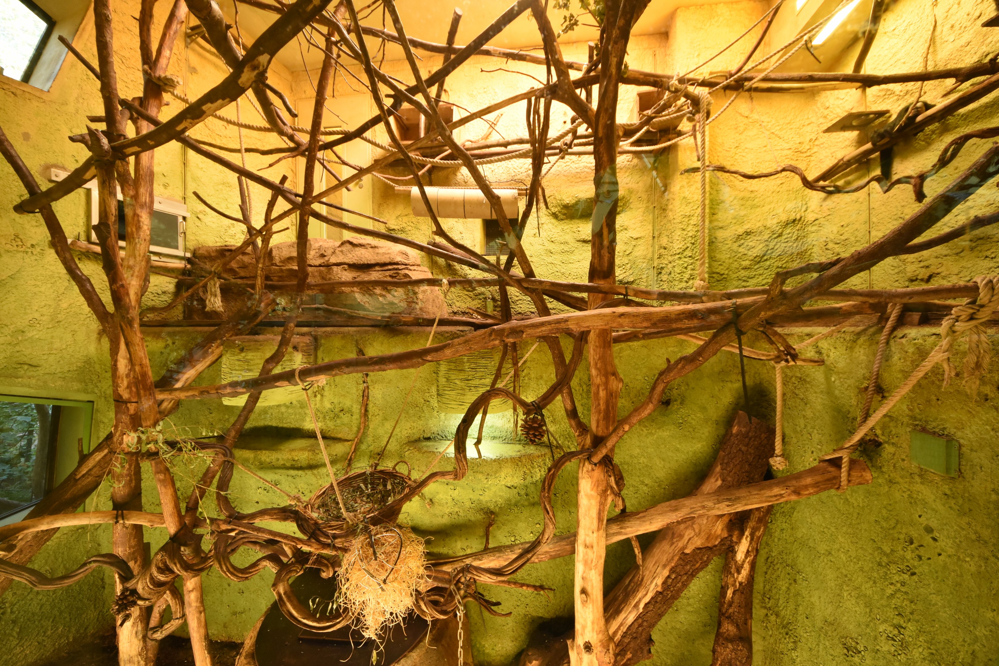 Prof. Brandeshaus - Tamandua & White-faced saki indoors