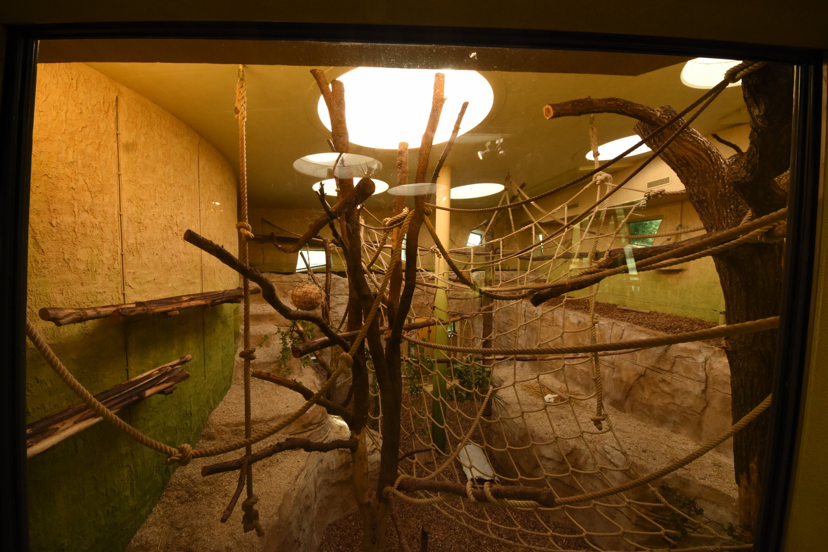 Prof. Brandeshaus - Woolly monkey indoors