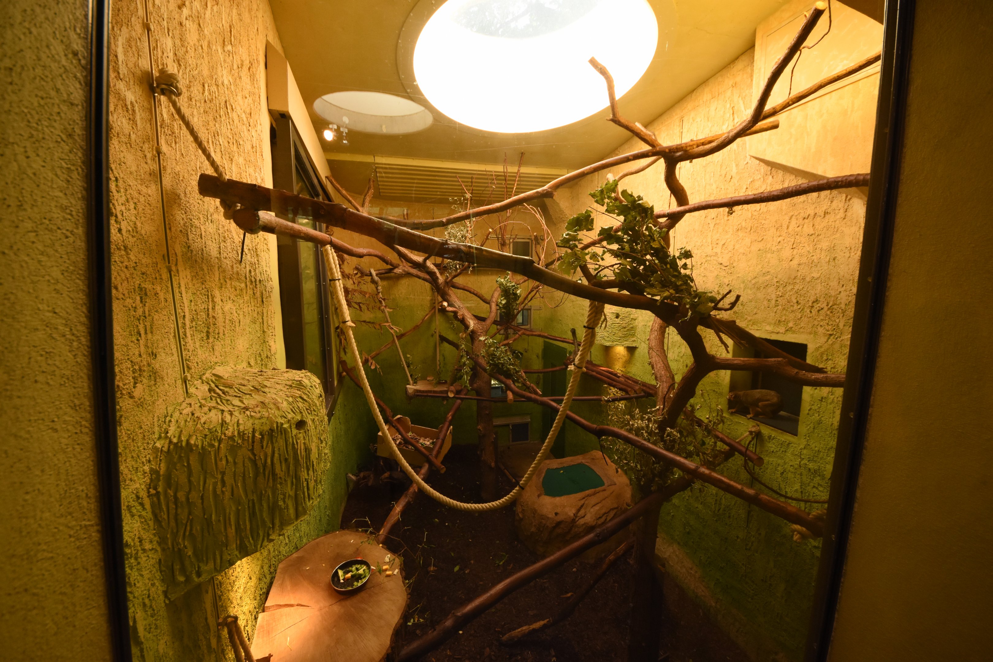 Prof. Brandeshouse - Crowned lemur indoors