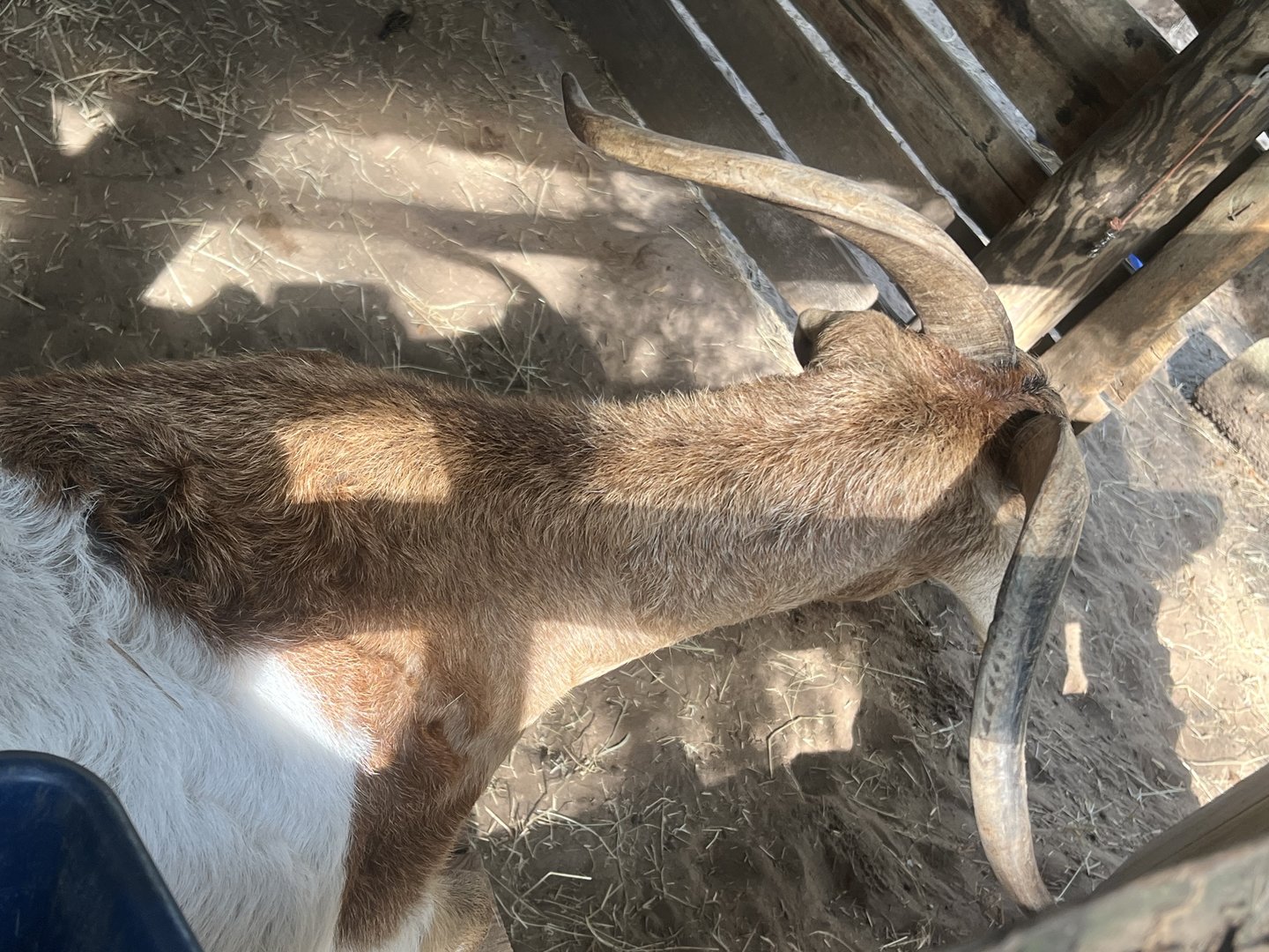 Professional Goat Rider’s view our the gate…8 seconds to glory