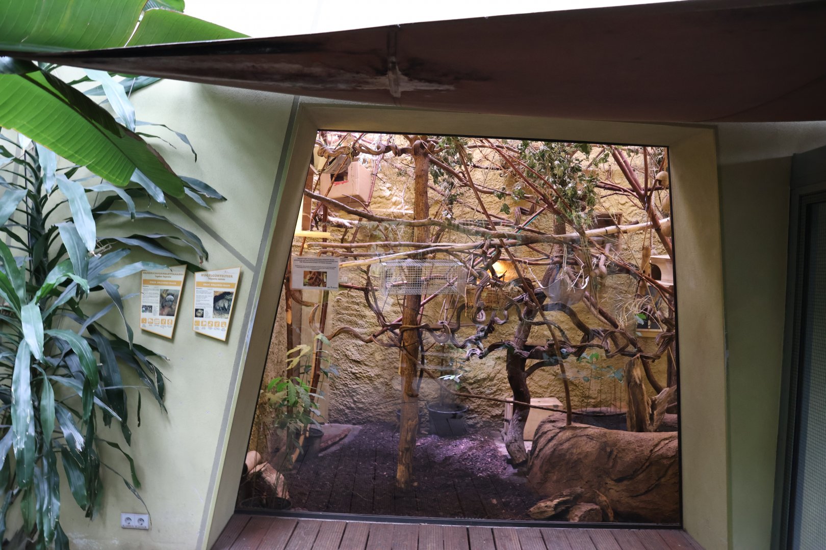 Professor Brandes Haus - Bearded emeperor Tamarin and Southern Three-banded Armadillo enclosure