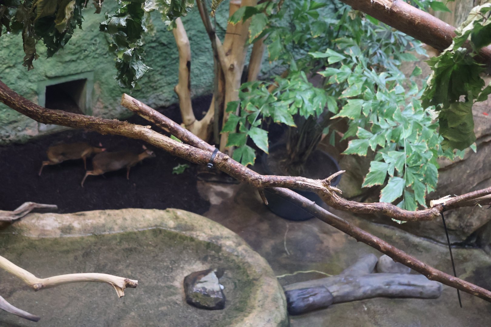 Professor Brandes Haus - Javan Chevrotain (Traghulus javanicus)