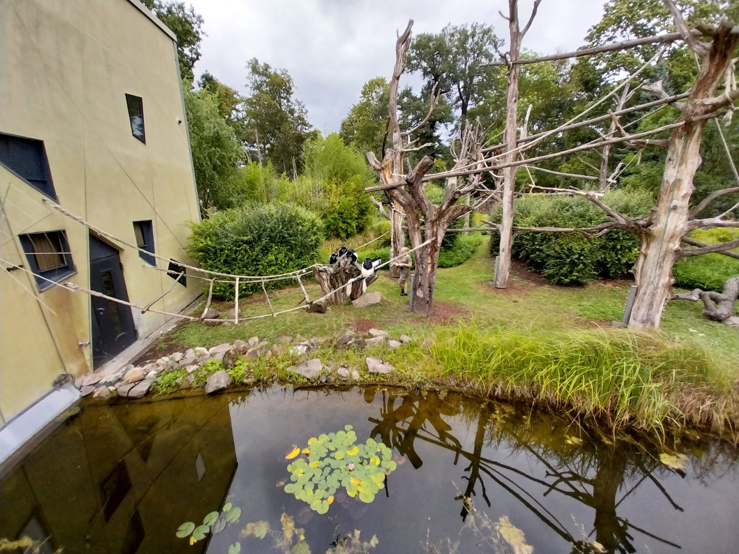 Professor Brandes Haus - Kikuyu Guereza (Colobus guereza kikuuensis)