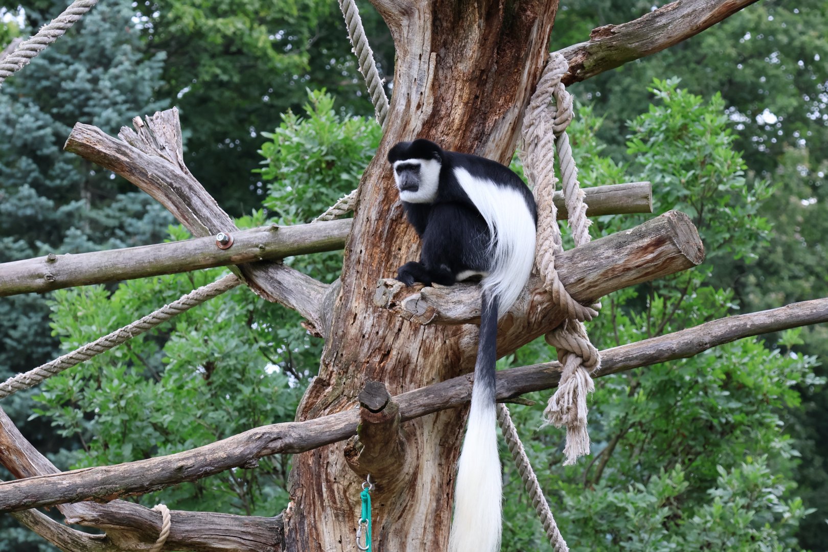 Professor Brandes Haus - Kikuyu Guereza (Colobus guereza kikuyuensis)
