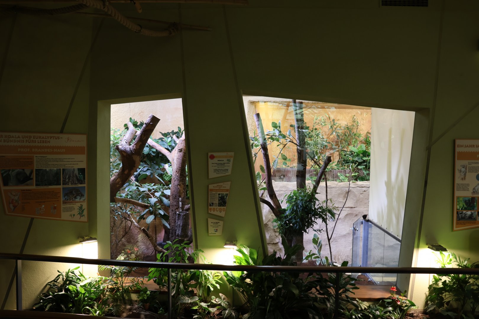 Professor Brandes Haus - Northern koala exhibit