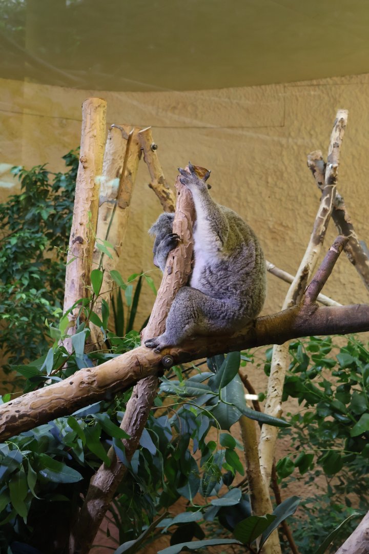 Professor Brandes Haus - Northern koala (Phascolarctos cinereus cinereus) - Completely exhausted