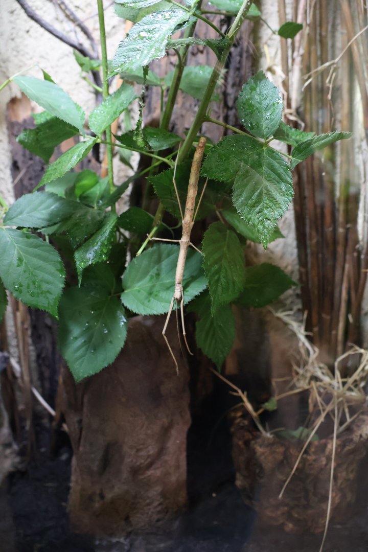Professor Brandes Haus - Red-winged Stick Insect (Phaenopharos khaioyaiensis)