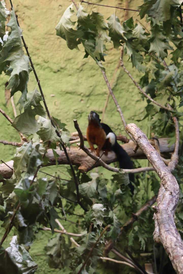 Professor Brandes Haus - Sumatran Prevost' Squirrel (Callosciurus prevosti rafflesi)