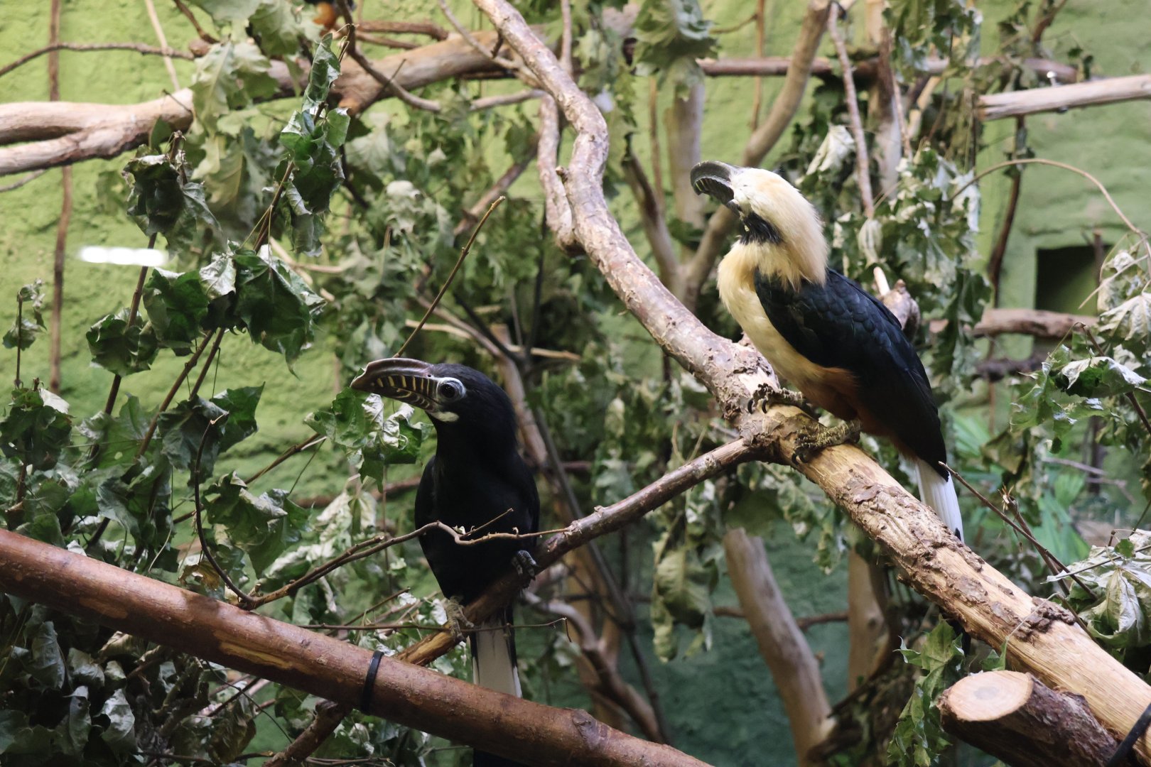 Professor Brandes Haus - Visayan tarictic (Penelopides panini panini)