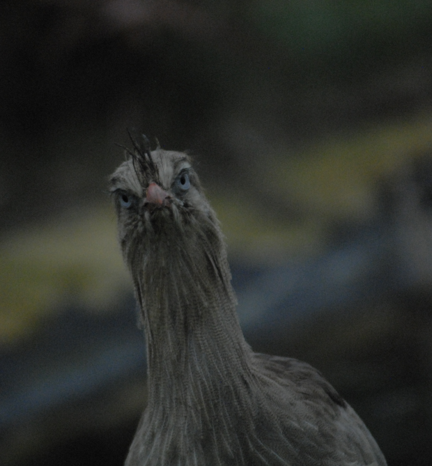 Profile of "Esteban" - Millets Falconry 2022