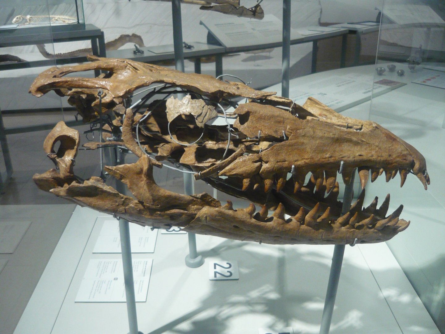 Prognathodon skull