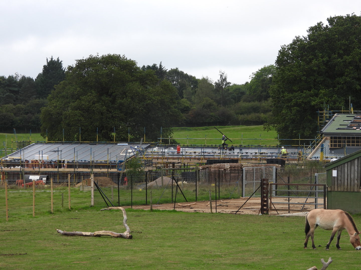 Progress on the new Monkey Forest- Coming 2024