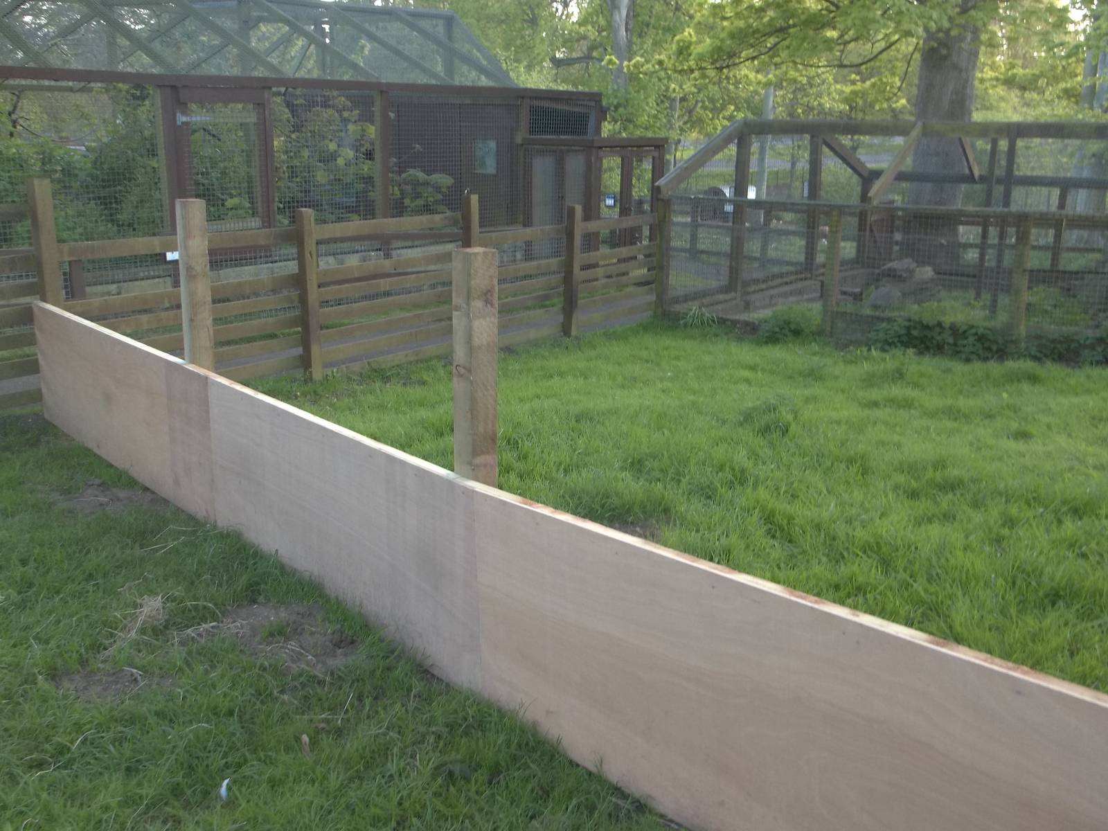 Progress on the Raccoon Dog exhibit extension, 13th May 2015