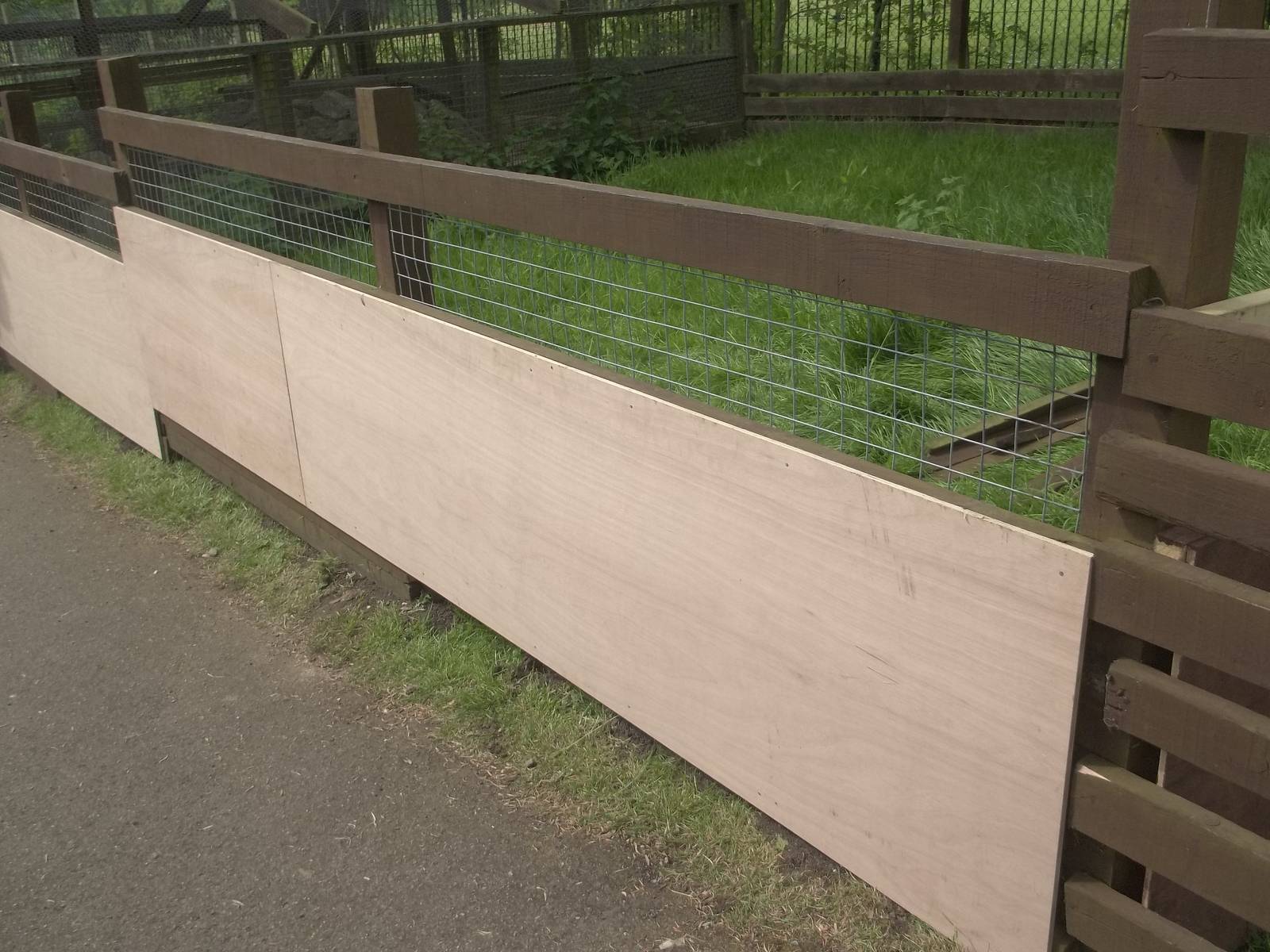 Progress on the Raccoon Dog exhibit extension, 27th May 2015