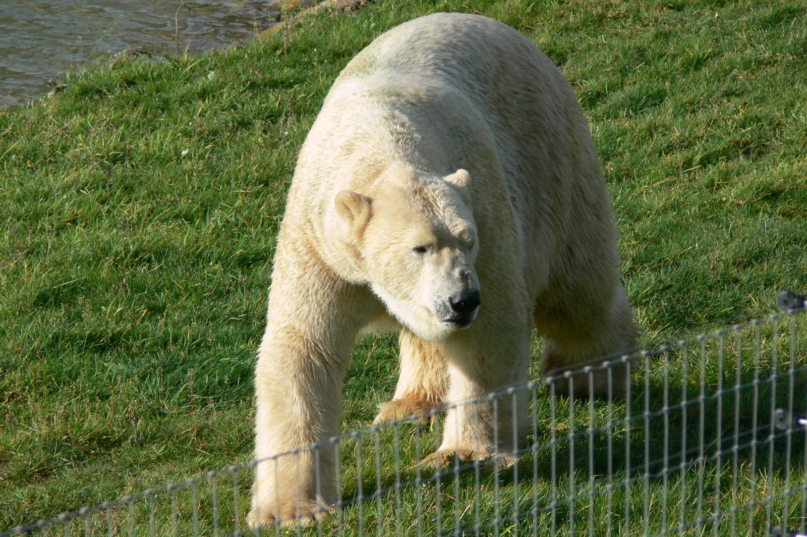 Project Polar! at Yorkshire WP, 28/10/14