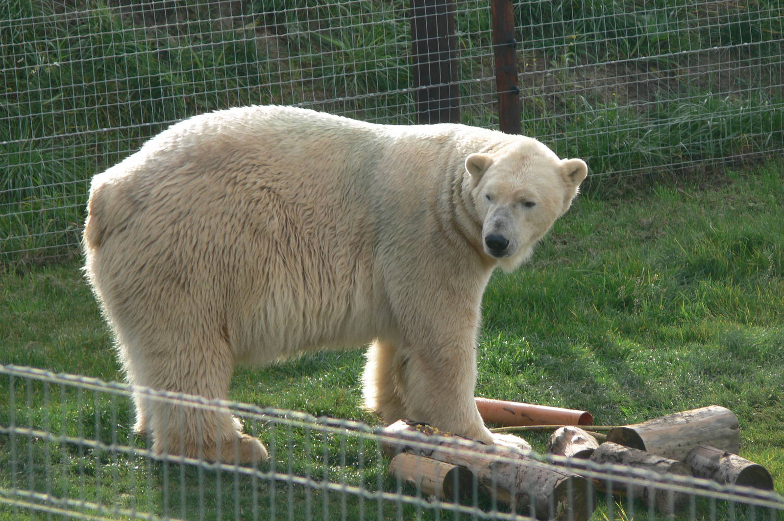 Project Polar! at Yorkshire WP, 28/10/14