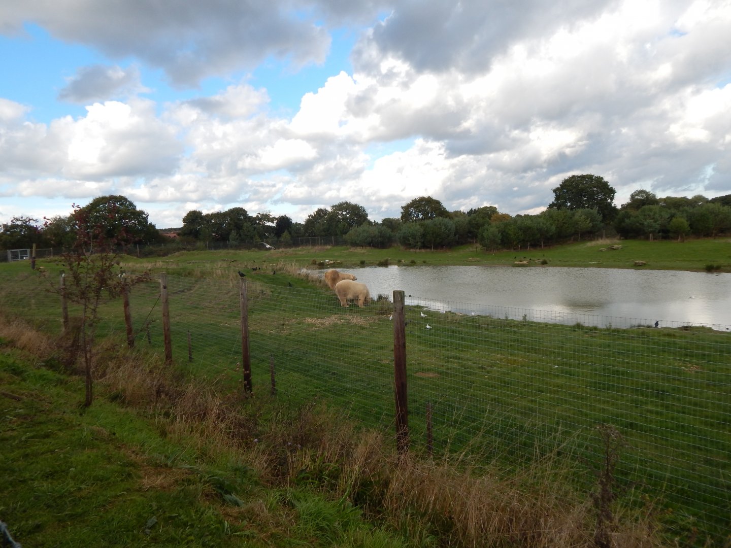 Project Polar habitat 121024