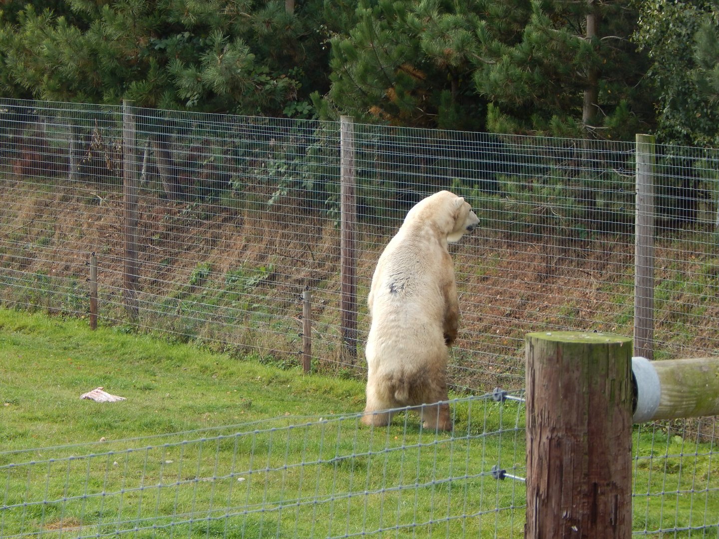 Project Polar habitat - Polar bear 121024